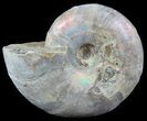 Silver Iridescent Ammonite (Desmoceras) - Madagascar #51512-1